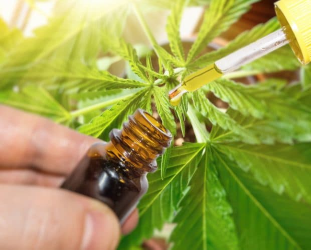 A beginner’s guide to CBD: What you need to know cbd-oil-against-marijuana-plant-LHPYMXF-scaled | Savage Cabbage